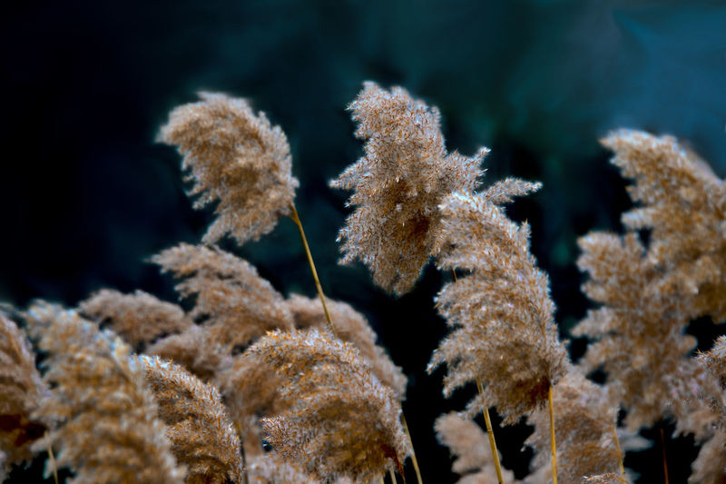 Reeds in the winter wind