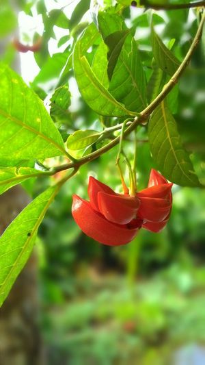 Close-up of red fruit on tree