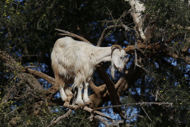View of  a sheep on argan tree, essaouira morocco 