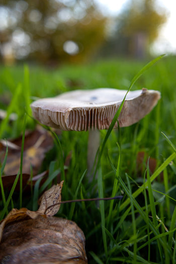 mushroom