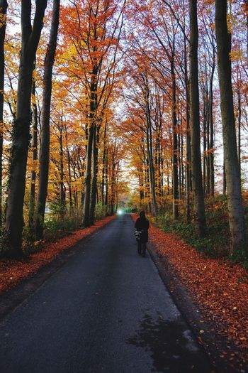 Rear view of road amidst trees in forest during autumn