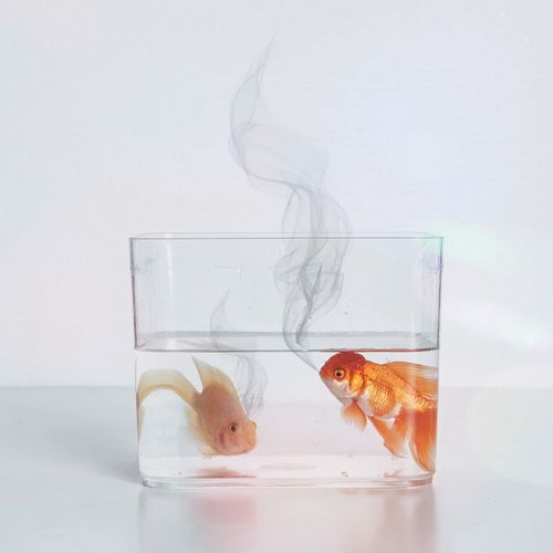 View of fish in glass