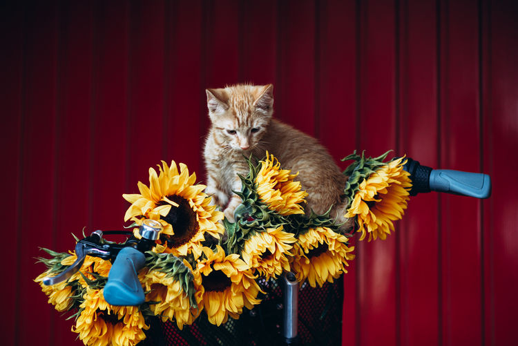Close up of vintage framed bicycle with ginger kitten and sunflowers in basket standing on red