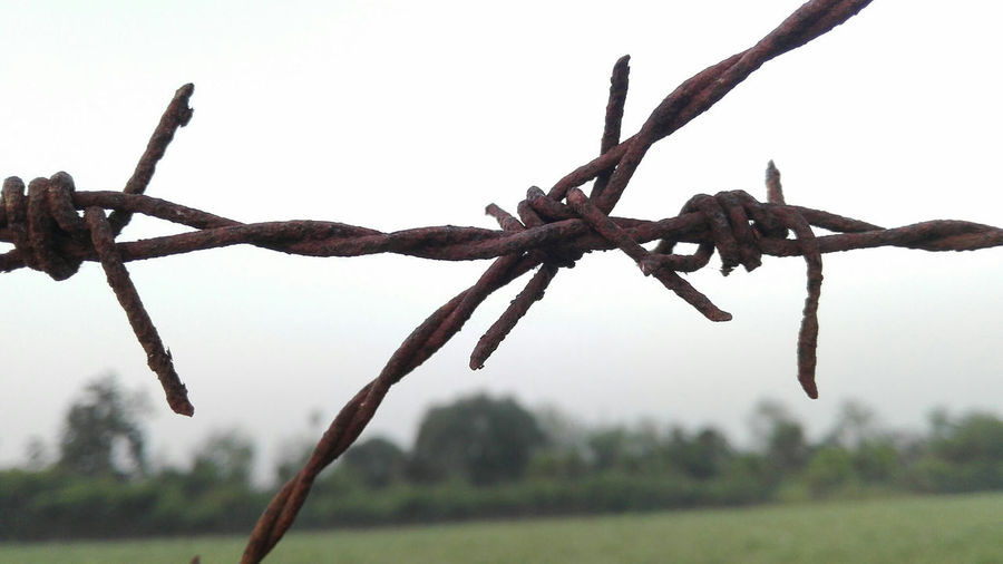 Close-up of branch against sky