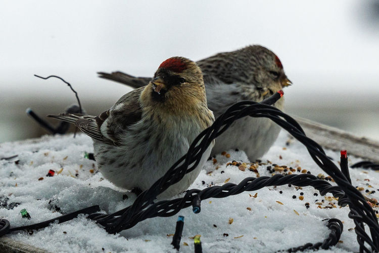 Close-up of birds feeding