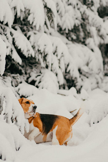 High angle view of dog on snow covered field