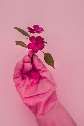 Close-up of hand holding pink rose against wall