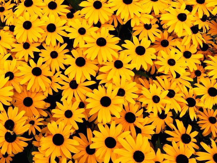 Full frame shot of black-eyed yellow flowers