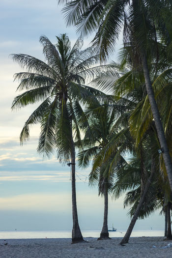 Palm trees by sea against sky