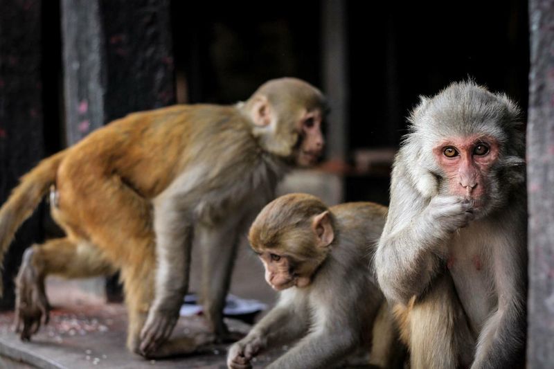 Close-up of monkeys in zoo