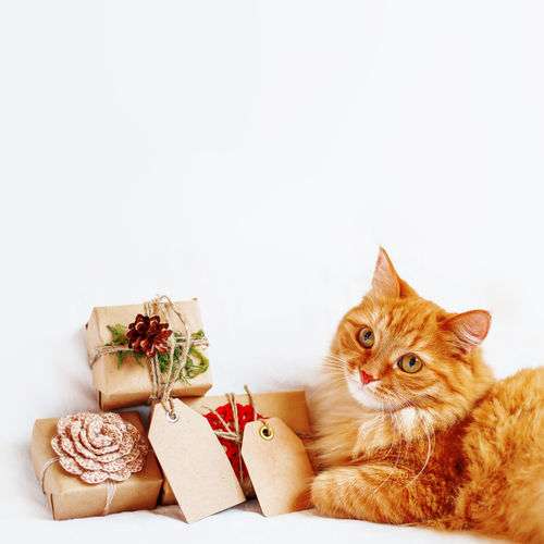 Ginger cat with stack of christmas presents. new year gifts in craft paper and copy space.