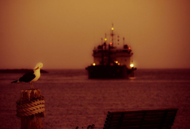 Seagull perching on wooden post by ship sailing in sea during sunset