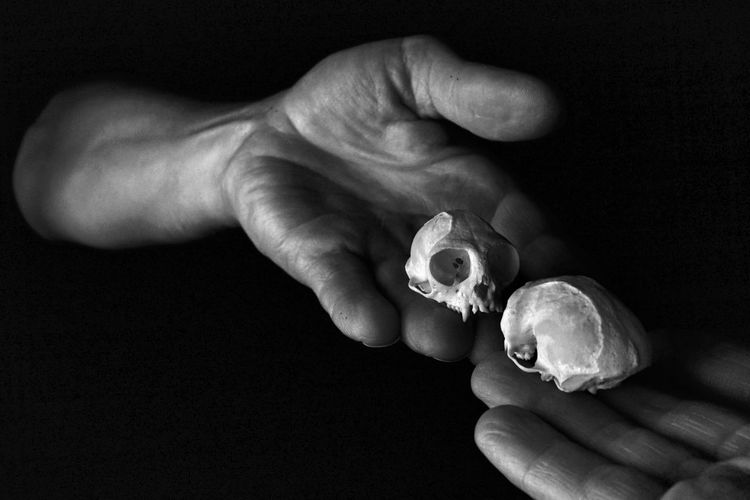 Cropped hands of man holding animal skulls against black background