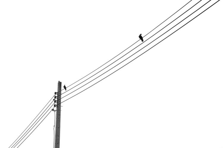 Silhouette of pigeon on electric wire isolated on white background