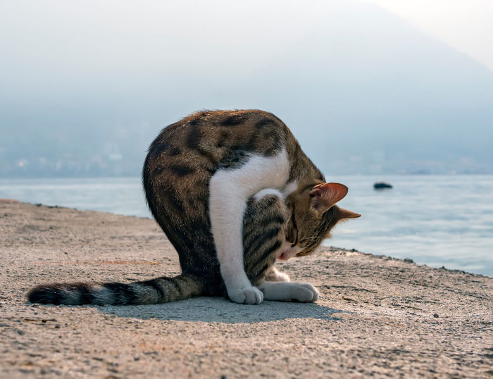 Cat sitting at beach