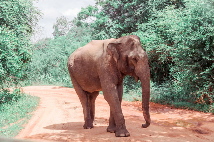 View of elephant standing on land