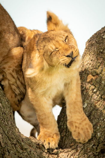 Low angle view of lion cubs resting on tree trunk