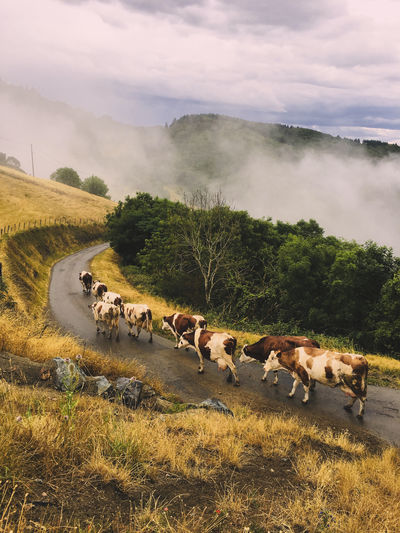 High angle view of cows walking on road amidst field against cloudy sky