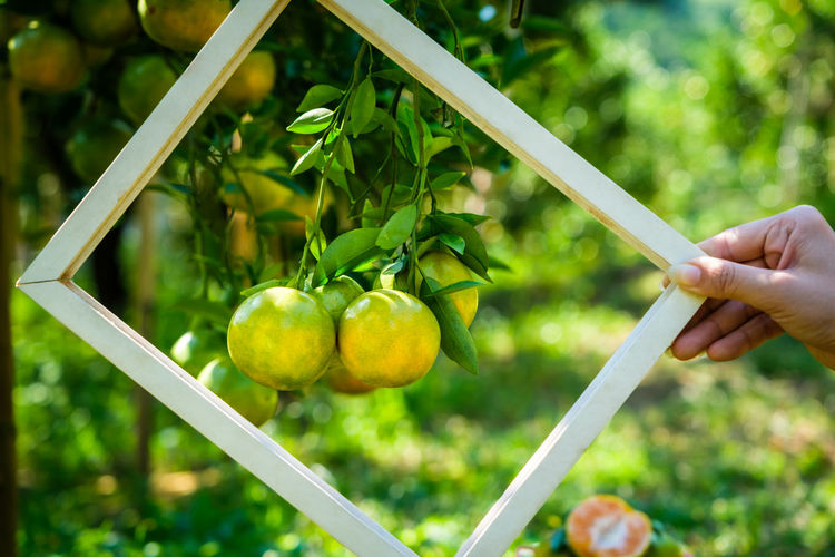 Farmer woman holdings white farm and tangerine in frame on the garden background