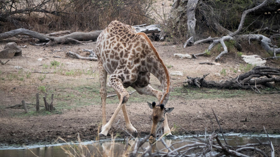 View of giraffe drinking water