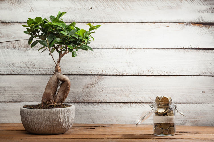 Close-up of potted plant on table against wall
