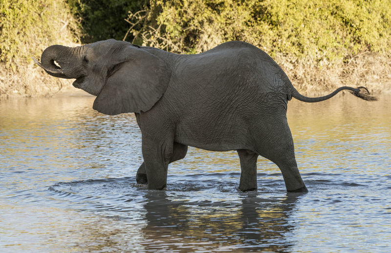 Side view of elephant standing in water