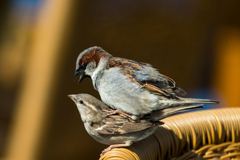 Close-up of sparrows mating