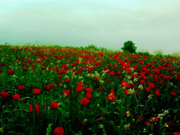Red poppy flowers on field against sky