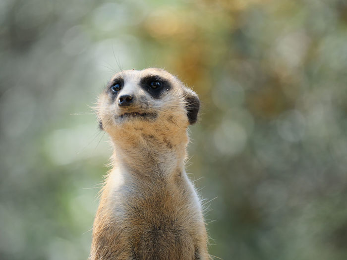 Close-up of an animal looking away