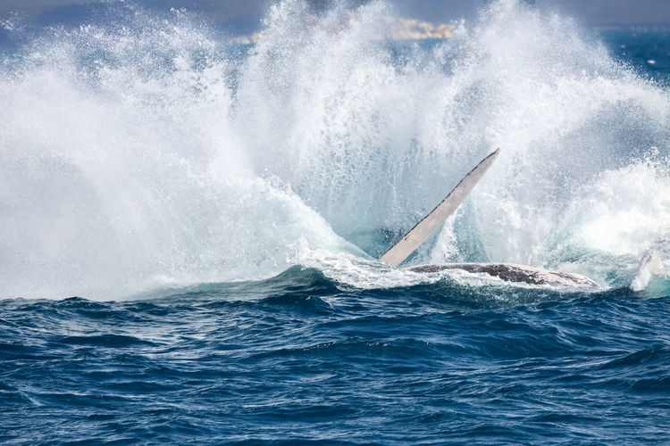 Humpback whale slapping, producing sea spray