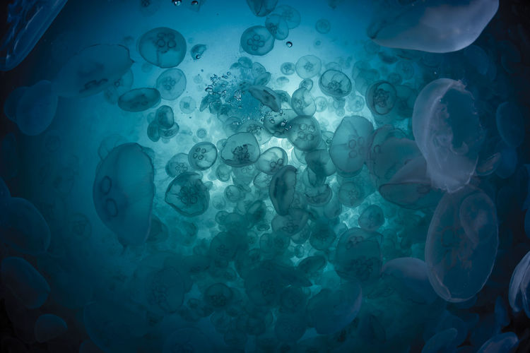 A group of jellyfish in notojima, ishikawa ,japan