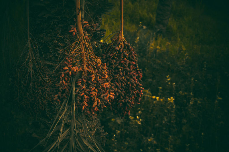 Close-up of fresh plants against trees