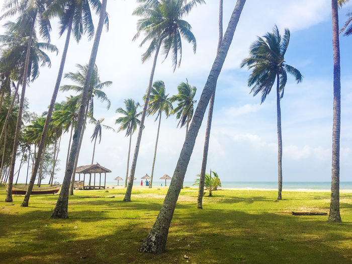 Palm trees by sea against sky