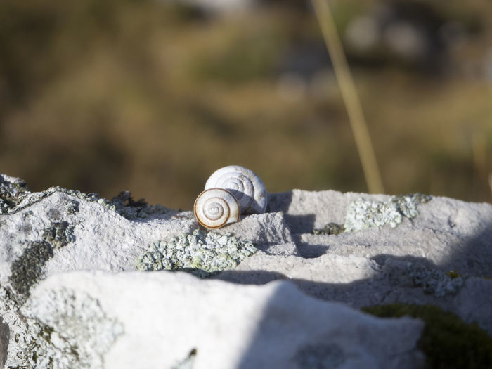 Snails on rock
