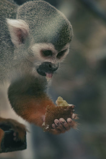 Close-up of monkey