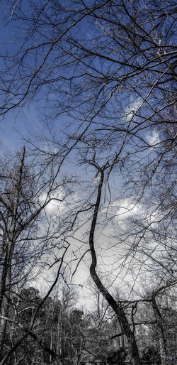 Low angle view of bare trees against sky