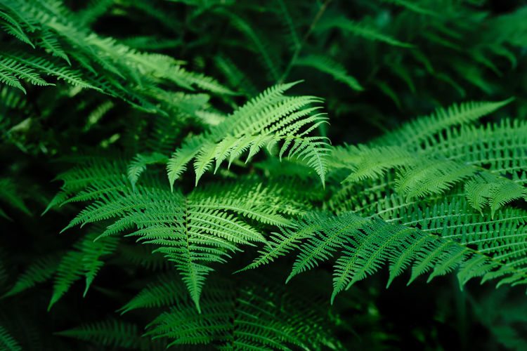 Beautyful ferns leaves background in sunlight. green foliage natural floral pattern. selective focus