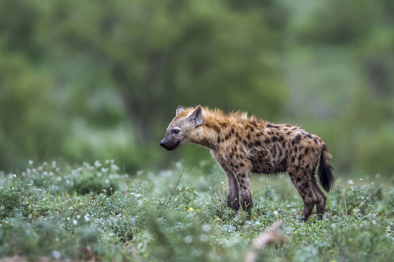 Hyena looking away while standing on land