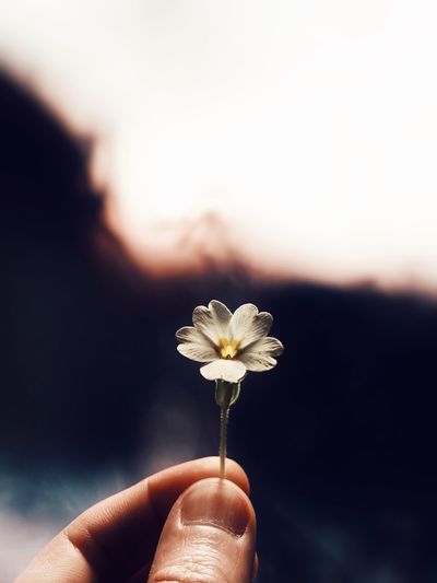 Close-up of hand holding white flower against sky