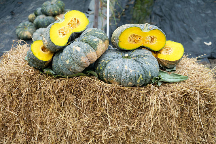 Pumpkins in farm