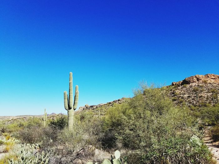 Saguaro cactus growing on mountain against clear blue sky