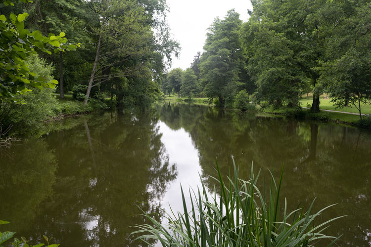 Scenic view of lake in forest