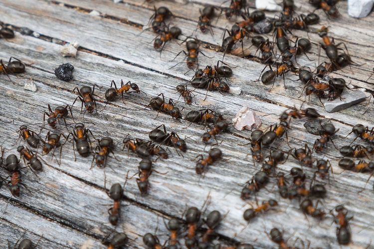 High angle view of ants on wooden table