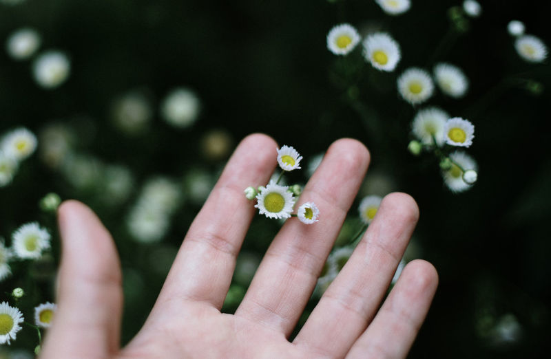 Close-up of hand holding flowering plant