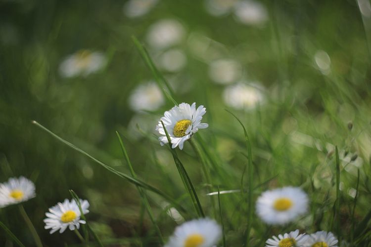 Close-up of white daisies blooming on field