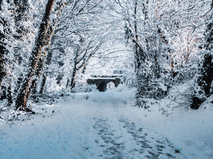 Snow covered path, land and trees during winter