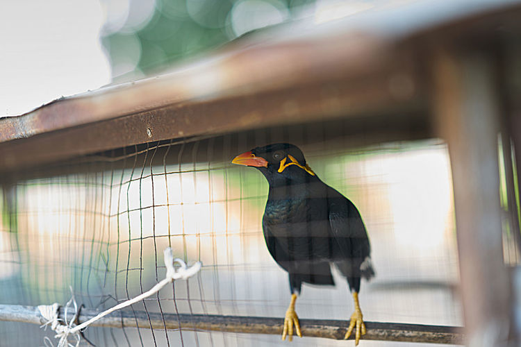 Hill myna or black bird in cage net foreground in detain or imprison life concept