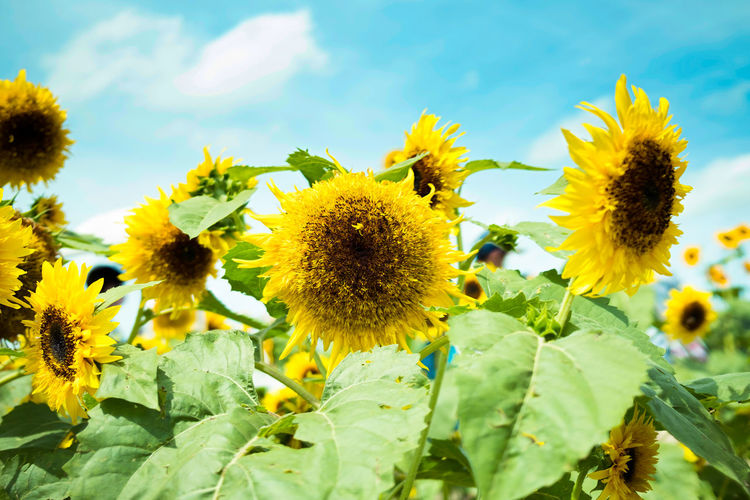 Close-up of yellow flowering plant
