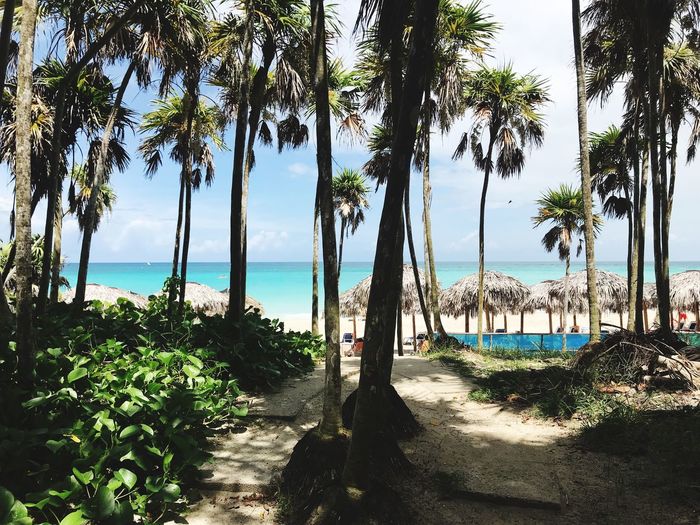 Scenic view of palm trees on beach against sky