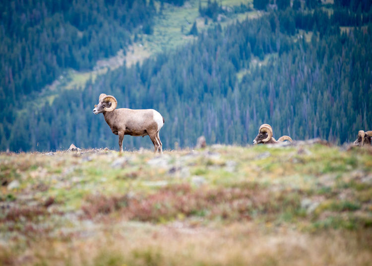 Bighorn sheep on mountain
